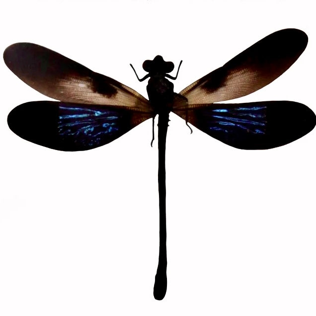Euphea Variegata Verso Dragonfly Wing Gold Earrings - 12mm