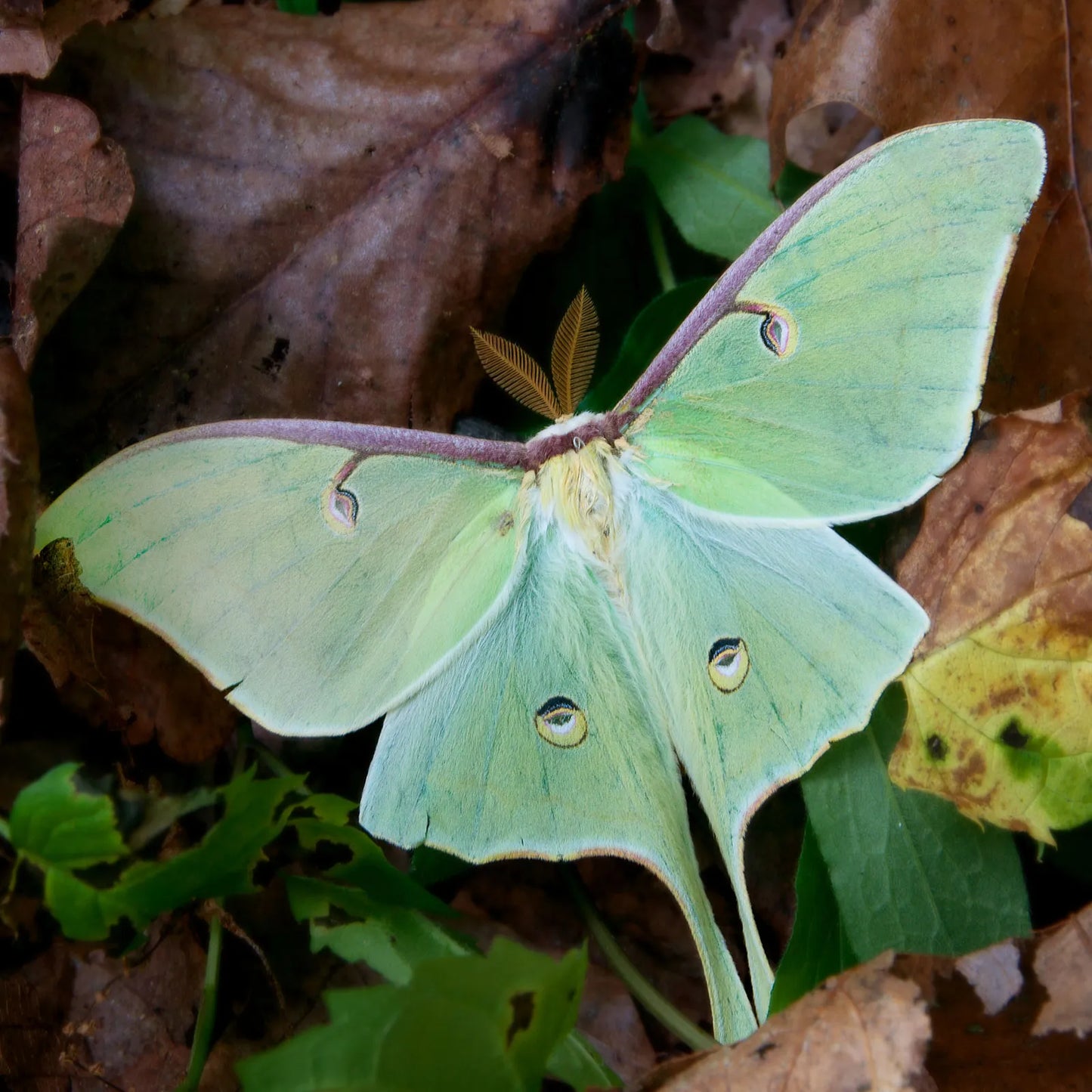Luna Moth Wing Silver Bracelet - 17.5x10.5mm