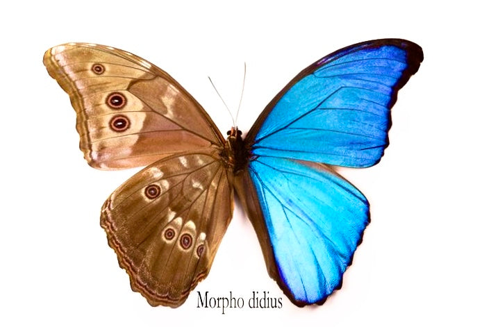 Blue Morpho Butterfly Wing Gold Necklace - 20mm