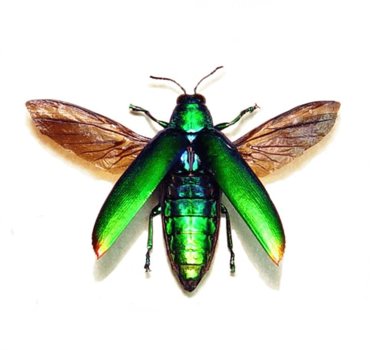 Elytra “Jewel Beetle” and Feather Earrings