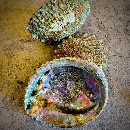 Abalone Shell Gold Earrings