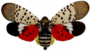 Lanternfly (Spotted Red) Inner Wing Gold Bracelet - 12mm